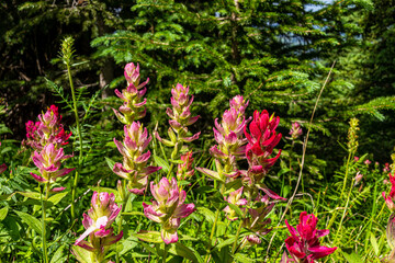 Fototapete bei efototapeten.de bestellen   