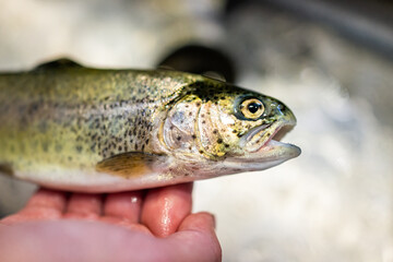 Rainbow trout fish animal wild raw uncooked whole wildcaught food from Colorado alpine lake macro closeup texture