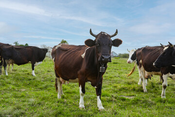 Beautiful cows grazing on green grass outdoors