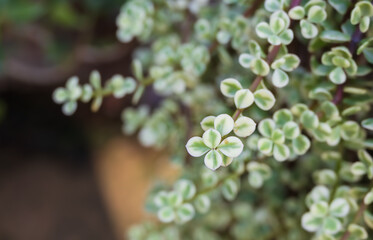 A succulent plant with green leaves with a white border on a plump stem. Portulacaria afra,...