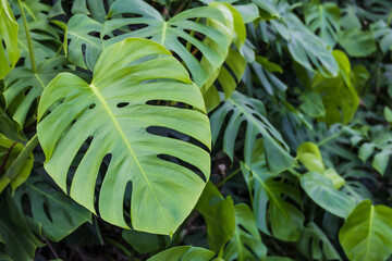 Monstera with large leaves. Monstera deliciosa, swiss cheese plant, window plant, cut leaf philodendron, fruit salad plant © two K