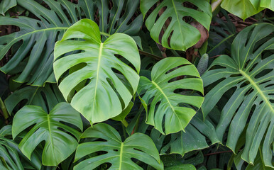 Monstera with large leaves. Monstera deliciosa, swiss cheese plant, window plant, cut leaf...