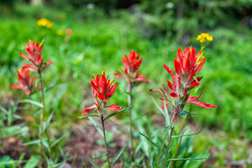 Paintbrush wildflowers pink flower plant in Colorado closeup at Top of Vail Tour Ridge route hiking trail in summer