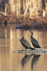 Portraiture of two cormorants standing together.