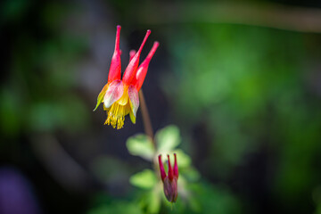Closeup macro of red columbine wildflower flower on hike trail in Beaver Creek Colorado in National Forest park mountains