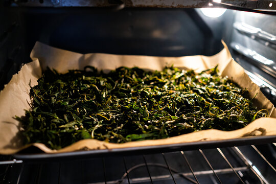 Willowherb herb fireweed leaves for tea plant called Ivan Chai in Russia in tray oven drying