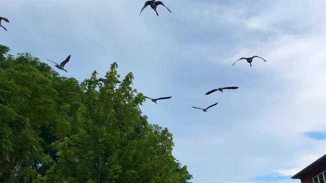 Canadian geese starting to fly from a pond crossing over some houses in autumn, Ancaster, Hamilton, ON, Canada
