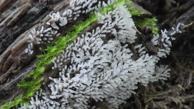 [4K] White Slime Mold (Myxomycetes) on Fallen Tree: Micro Nature Scenery in Forest, Aomori Japan 【4K】倒木に広がる白い粘菌：森の分解者、変形菌のミクロな生態と神秘的な自然風景素材 撮影日：20240908-2