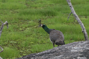 sri lankan birds in yala national park,