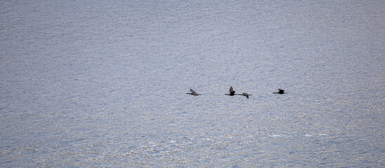 Birds in Flight Over Gulf Islands Waters in BC, Canada