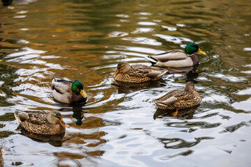 Group of Mallard Ducks Swimming in Calm Pond Water