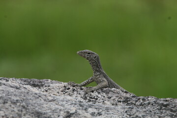 Wilpattu National Park, Sri Lanka 