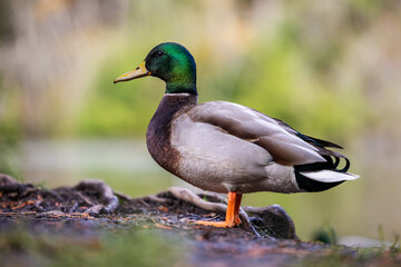 Close-Up of a Mallard Duck in a Natural Wetland