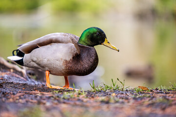 Close-Up of Vibrant Mallard Duck in Natural Habitat