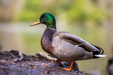 Majestic Mallard Standing by a Serene Lake in Nature