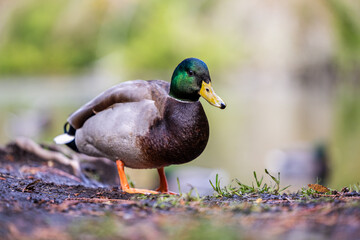 Close-Up of a Mallard Duck in Victoria, Canada