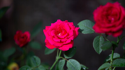 Beautiful roses in the garden, Roses are beautiful with a beautiful sunny day.