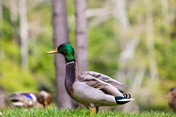 Majestic Mallard Duck in Tranquil Victoria Park Setting