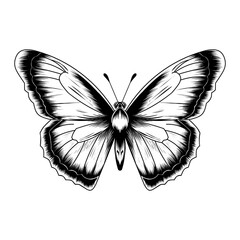 Butterfly insect animal engraving vector