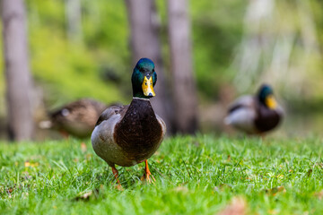 Majestic Mallard Duck in Lush Green Park Setting