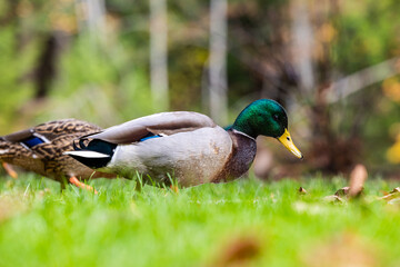 Mallard Ducks Grazing in Lush Green Grass on Vancouver Island