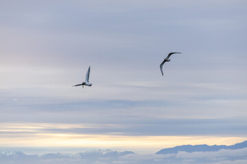 Serene Seagulls Flying Over Vancouver Island Coastline