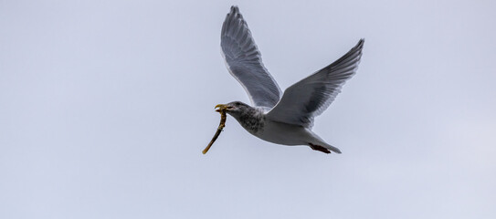 Seagull Soaring with Stick on Vancouver Island's West Coast