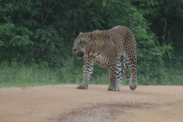 Sri Lankan Leopard in Yala National Park, Sri Lanka 