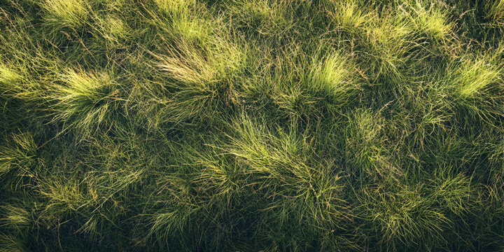 A closeup photo of green grass with a natural texture and soft light.
