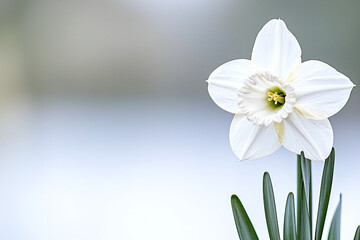 Obraz premium a single daffodil in bloom with a soft bokeh background.