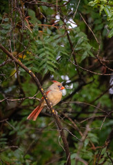 Female cardinal perched on a branch