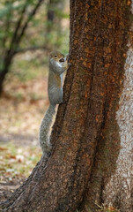 squirrel on a tree with a nut