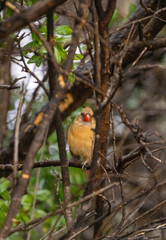 Female cardinal perched on a branch