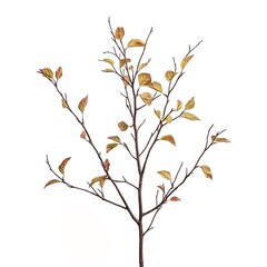 Fototapeta premium Alnus cordata isolated on a with a white background, close up