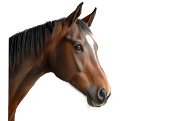 Brown horse head, profile view, white isolated background.