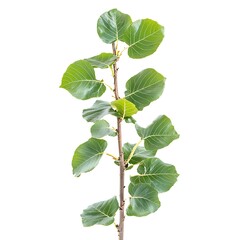 American basswood, linden isolated on a with a white background, close up