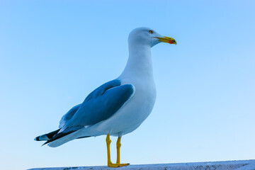 The seagull on the marble balustrade of Capitoline Hill in old Rome, Italy