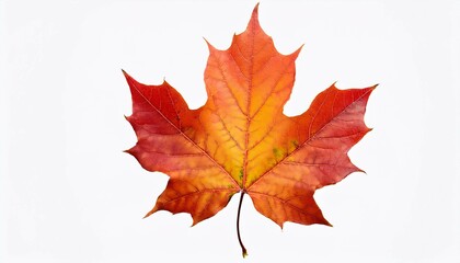 Fototapeta premium maple leaf isolated on white
