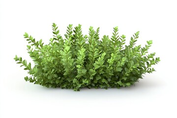 Obraz premium A lush green bush with vibrant leaves isolated on a white background.