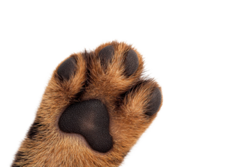 Close-up of a dog's paw showing details of fur and pads on a white background.