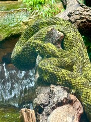Mangshan pit viper sitting on a rock