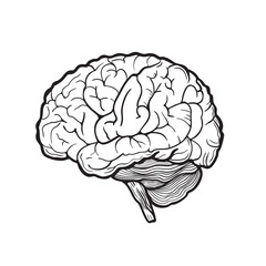 Human brain line art illustration. Engraving. Vector. 