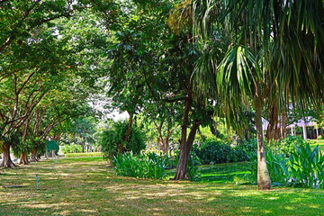 trees in the park Green garden park beautiful nature in the park