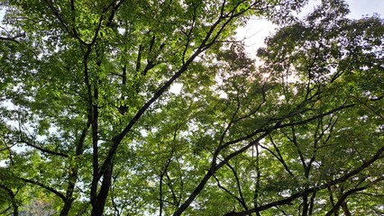 新緑の木々