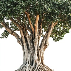 Fototapeta premium Ashok tree isolated on a with a white background, close up