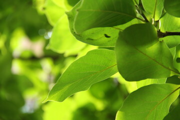 Lotus Nature Summer Trees Green Flowers