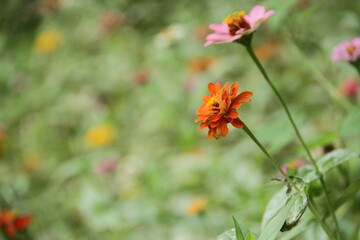 Obraz premium Lotus Nature Summer Trees Green Flowers