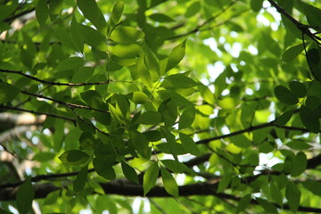 Lotus Nature Summer Trees Green Flowers