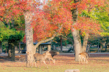 日本古都奈良の公園にいる鹿と紅葉_奈良公園