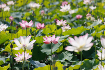 日本の古都奈良の歴史ロマンあふれる蓮咲風景